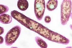 ΠΑΝΙΚΟΣ: 12 άνθρωποι πέθαναν στη Νέα Υόρκη από τη νόσο των λεγεωνάριων