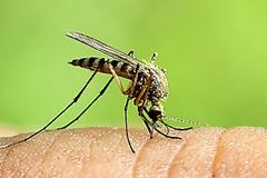 ΠΟΙΟΥΣ τσιμπούν τα κουνούπια; Οι επιστήμονες απαντούν και συμβουλεύουν...