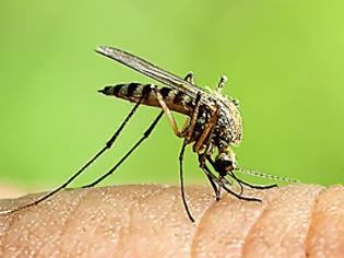 Φωτογραφία για ΠΟΙΟΥΣ τσιμπούν τα κουνούπια; Οι επιστήμονες απαντούν και συμβουλεύουν...