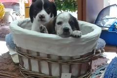 Πάτρα: Έντεκα κουτάβια βρέθηκαν σε κατάσταση ασιτίας και αφυδάτωσης - Δίνονται προς υιοθεσία