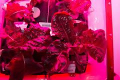 Την πρώτη διαστημική… σαλάτα γεύθηκαν αστροναύτες! [photos]