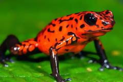 Καμία ελπίδα! Εξαφανίζονται από τον πλανήτη τα βατράχια!