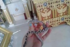 Κεφαλλονιά: Εμφανίστηκαν τα πρώτα φιδάκια της Παναγίας