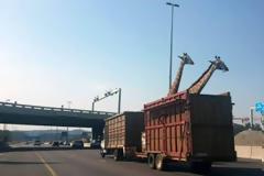 Δείτε την τραγική στιγμή μίας καμηλοπάρδαλης λίγο πριν πεθάνει…