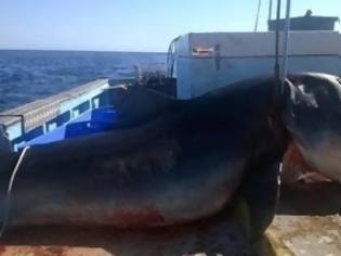 Φωτογραφία για Τι έκανε ο άνθρωπος; Ψαράς σκότωσε καρχαρία - τίγρη εξίμισι μέτρων [photo]