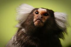 Δεν πάει καλά ο κόσμος - Άγνωστοι έκλεψαν τρία σπάνια πιθηκάκια 