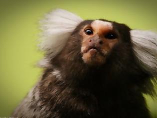 Φωτογραφία για Δεν πάει καλά ο κόσμος - Άγνωστοι έκλεψαν τρία σπάνια πιθηκάκια τσέπης από τον ζωολογικό κήπο του Ντόρτμουντ