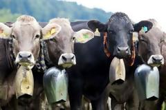 Το είδαμε κι αυτό - Αφαίρεση κουδουνιών από αγελάδες με δικαστική απόφαση, λόγω ηχορύπανσης