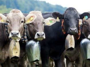 Φωτογραφία για Το είδαμε κι αυτό - Αφαίρεση κουδουνιών από αγελάδες με δικαστική απόφαση, λόγω ηχορύπανσης