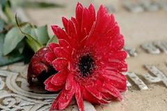 Μακάβριο αλλά αληθινό: Ξέθαψε τη μάνα μου και κράτα τη ενέχυρο