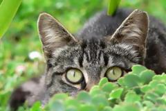 Γιατί οι γάτες έχουν κάθετα σχιστά μάτια