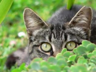 Φωτογραφία για Γιατί οι γάτες έχουν κάθετα σχιστά μάτια