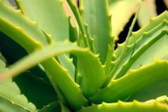 Το «φυτό της αθανασίας» - Δείτε πού οφελεί και πως θα το χρησιμοποιήσετε