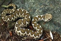 ΦΡΙΚΗ! Την δάγκωσε δηλητηριώδης οχιά πριν από 50 χρόνια! Δείτε πως είναι το πόδι της σήμερα... [photos]