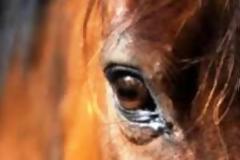 Μεσολόγγι: Το ...καθαρόαιμο άρχισε να καλπάζει ανεξέλεγκτα ανάμεσα στον κόσμο!