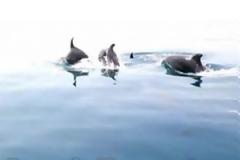 Στυλίδα: Βόλτα παρέα με τα δελφίνια - Δείτε ένα υπέροχο βίντεο