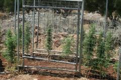 Το μποστάνι δεν είχε λάχανα αλλά… χασισόδεντρα - Στα χέρια των αρχών μία 52χρονη