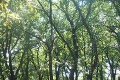 Κάνουν «χρυσές δουλειές» με τα καυσόξυλα από τα δένδρα της Φολόης