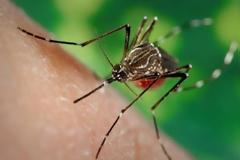 Τι θα γινόταν αν εξαφανίζονταν όλα τα κουνούπια του πλανήτη;