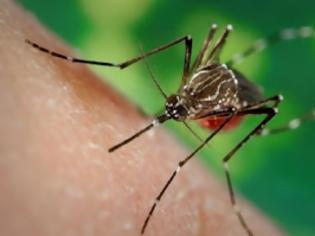 Φωτογραφία για Τι θα γινόταν αν εξαφανίζονταν όλα τα κουνούπια του πλανήτη;