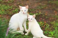 Είναι κληρονομικό χάρισμα - Καμαρώστε τις γάτες με τα ολόιδια μωρά τους!