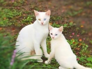 Φωτογραφία για Είναι κληρονομικό χάρισμα - Καμαρώστε τις γάτες με τα ολόιδια μωρά τους!