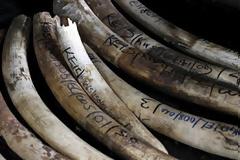 Κατέσχεσαν 700 κιλά κέρατα