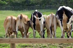 Οι αγελάδες συμβάλουν δραματικά στην υπερθέρμανση του πλανήτη...