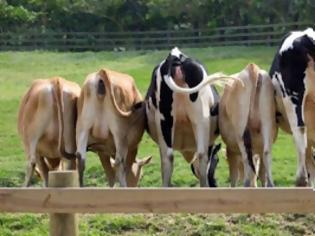 Φωτογραφία για Οι αγελάδες συμβάλουν δραματικά στην υπερθέρμανση του πλανήτη...