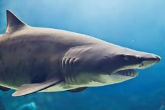 Δύο ενυδρεία της Κρήτης στα καλύτερα του πλανήτη