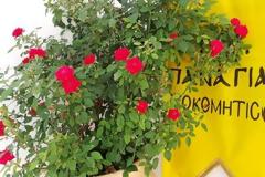 Πάτρα: Όλοι οι δρόμοι οδηγούν στο Γηροκομειό - Κοσμοσυρροή πιστών στη Μονή, επίκεντρο της σημερινής γιορτής