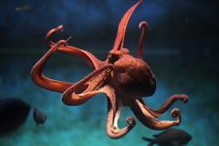 To χταπόδι διαθέτει 10.000 περισσότερα γονίδια από τον άνθρωπο