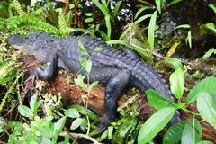 Τα ζώα της στεριάς πολλαπλασιάζονται ταχύτερα από τα υδρόβια