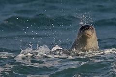 Η μεσογειακή φώκια, είδος υπό εξαφάνιση, εμφανίστηκε σε παραλίες της Λεμεσού