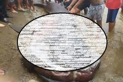 Καρχαρίας Megamouth: Ένα σπάνιο και τρομακτικό είδος - Κάτι τέτοιο δεν έχετε ξαναδεί... [photos]