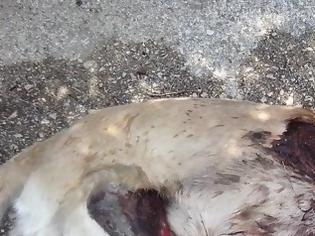 Φωτογραφία για Σκότωσε τον σκύλο σέρνοντας τον στην άσφαλτο στο Χανόπουλο Άρτας