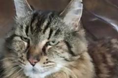 Ο γηραιότερος γάτος του κόσμου έγινε 26 ετών