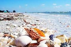 ΕΚΠΛΗΚΤΙΚΟ: Σπάνιες παραλίες… κοχυλιών! [photos]