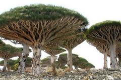 ΝΗΣΟΣ Σοκότρα: Εξωγήινο τοπίο στη Γη... [photos]