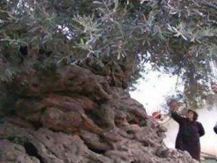Φωτογραφία για Σε ΑΥΤΟ το μέρος της Ελλάδας υπάρχουν τα αρχαιότερα δέντρα του κόσμου - Ελιές ηλικίας χιλιάδων ετών...  [photos]