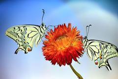 Έντομα σε… απόλυτη συμμετρία [photos]