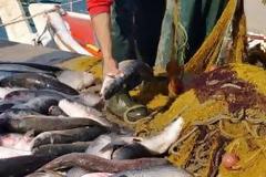 Τα ψάρια εξελίσσονται ώστε να είναι πιο δύσκολο να αλιευτούν;