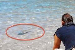 Αμοργός: Τεράστιο ψάρι τρόμαξε λουόμενους... [photo]