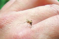 Τρεις απλοί τρόποι για να διώξετε μακριά τα κουνούπια