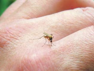 Φωτογραφία για Τρεις απλοί τρόποι για να διώξετε μακριά τα κουνούπια