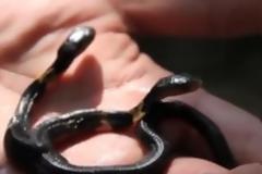 Απίστευτο: Κόμπρα με δύο κεφάλια, προσπαθεί να... φάει το ένα το άλλο [video]