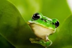 Με εξαφάνιση απειλούνται όλα τα βατράχια του πλανήτη!