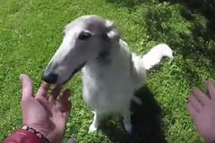 Ταχυδακτυλουργός κρύβει τα μπισκότα από σκύλους και καταγράφει τις φοβερές αντιδράσεις τους... [video]