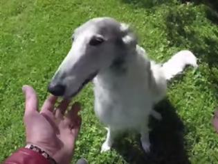 Φωτογραφία για Ταχυδακτυλουργός κρύβει τα μπισκότα από σκύλους και καταγράφει τις φοβερές αντιδράσεις τους... [video]