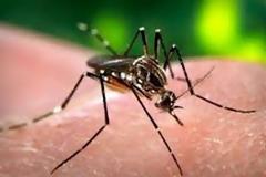 ΠΑΝΙΚΟΣ: Κρούσμα ελονοσίας στα Τρίκαλα